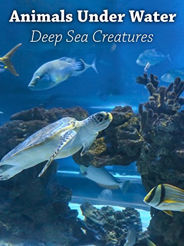 Animals under Water - Deep Sea Creatures