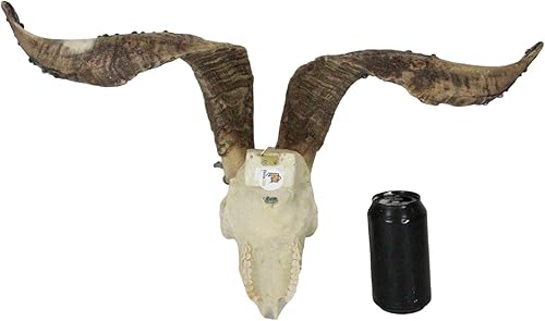 Miniatura 8 de Ebros Gift Gemas de cristal ornamentadas realistas Valais atornilladas de plata con cuello negro, escultura de resina de calavera de Billy Goat en