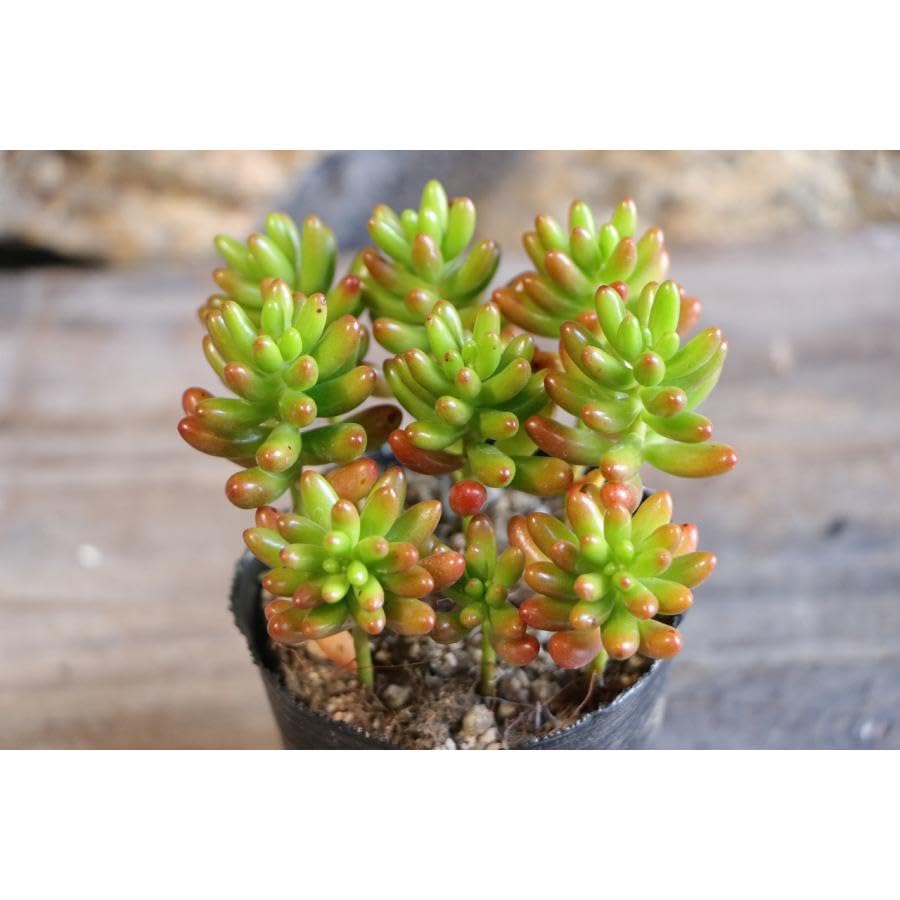 Amazon.co.jp: 多肉植物 セダム 虹の玉 2.5〜3号ポット苗 1株販売