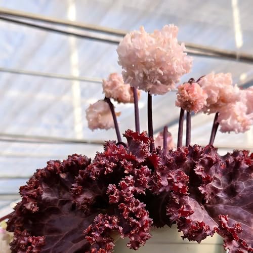 Ciclamen de jardín resistentes al invierno semillas de silvestres jardín interior parterre en balcón semillas primavera oficina 20pcs
