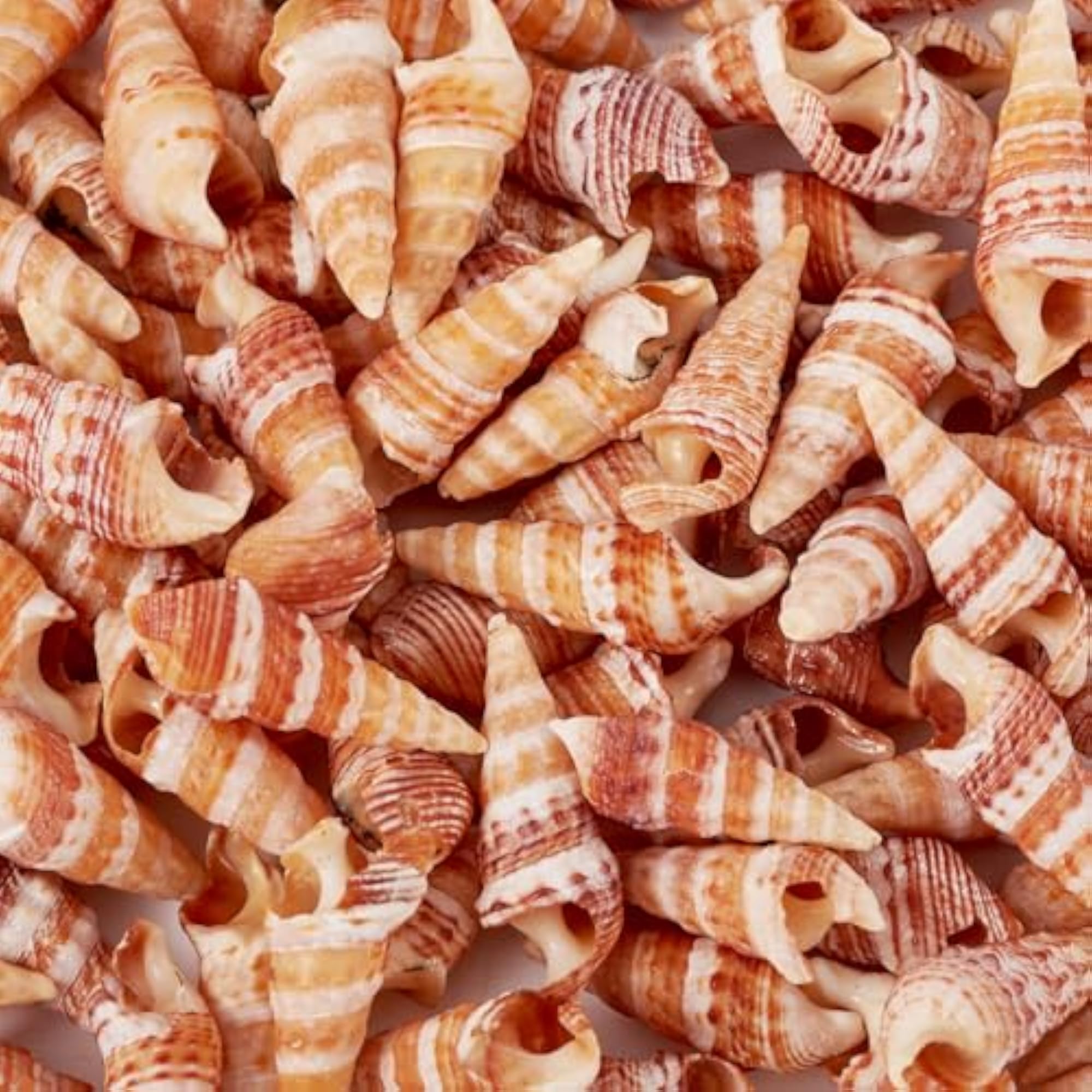 100pcs Small Natural Conch Shell Mini Tiny Spiral Shells