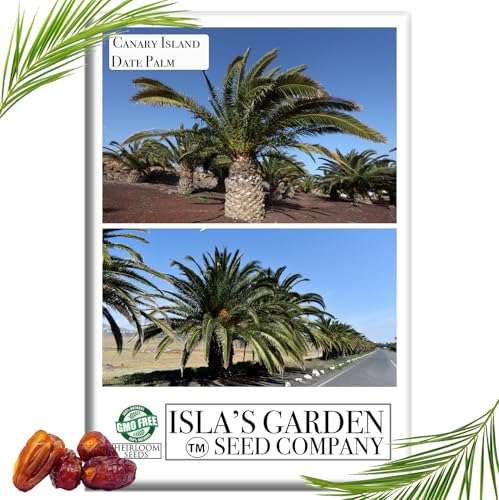 Canary Island Date Palm Tree Seeds (Phoenix canariensis) – 15+ Non-GMO & Heirloom Seeds by Isla’s Garden Seeds, Also Known as Pineapple Palm, Exotic Tropical Fruit Tree, Fast-Growing, Great Gift Idea