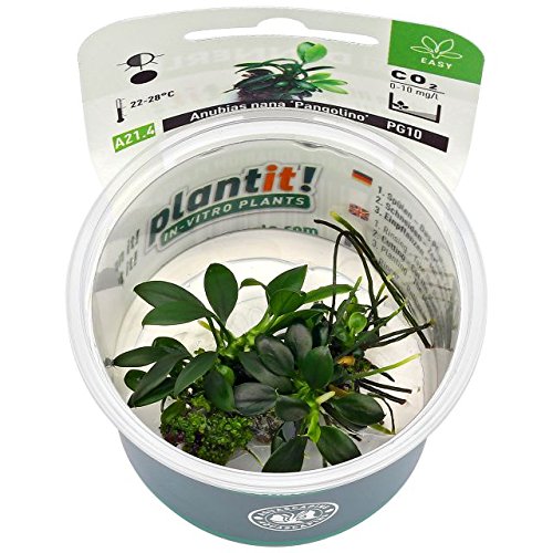 Dennerle Plant It Invitro Live Aquarium Plant Anubias Nana Pangolino |  Desertcart Fiji