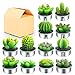 Outee 12 Pcs Cactus Tealight Candles Handmade Delicate Succulent Candle Cactus Candles Smokeless Aromatherapy Mini Candles Tea Lights 12 Styles for Home Décor Birthday Gift Party Wedding SPA