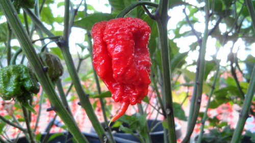 Carolina Reaper Hot Pepper Seeds Combo Pack! Sale!! Carolina Reaper Hot Pepper Seeds Combo Pack! Sale!!