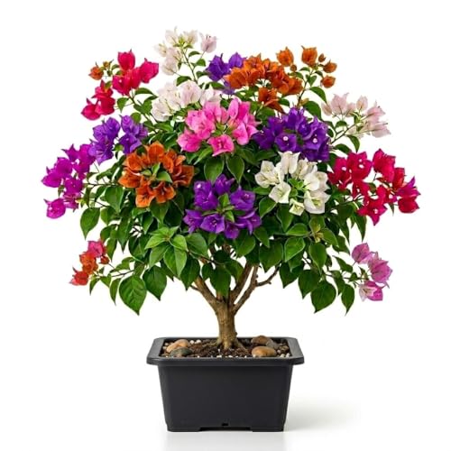 Image of Multicolor Bougainvillea Live Plant with Pot | Rare Grafted Bougainvillea Bonsai Flower Plant | Colorful Outdoor Indoor Flowering Plant for Home Garden Balcony Terrace Decor | Pack of 1