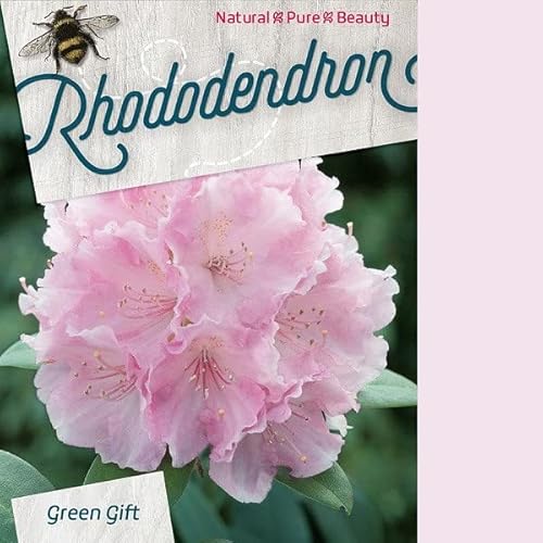 Rhododendron 'Silberwolke' 25-30 cm pot | Floraison blanche abondante, arbuste compact, idéal petit jardin