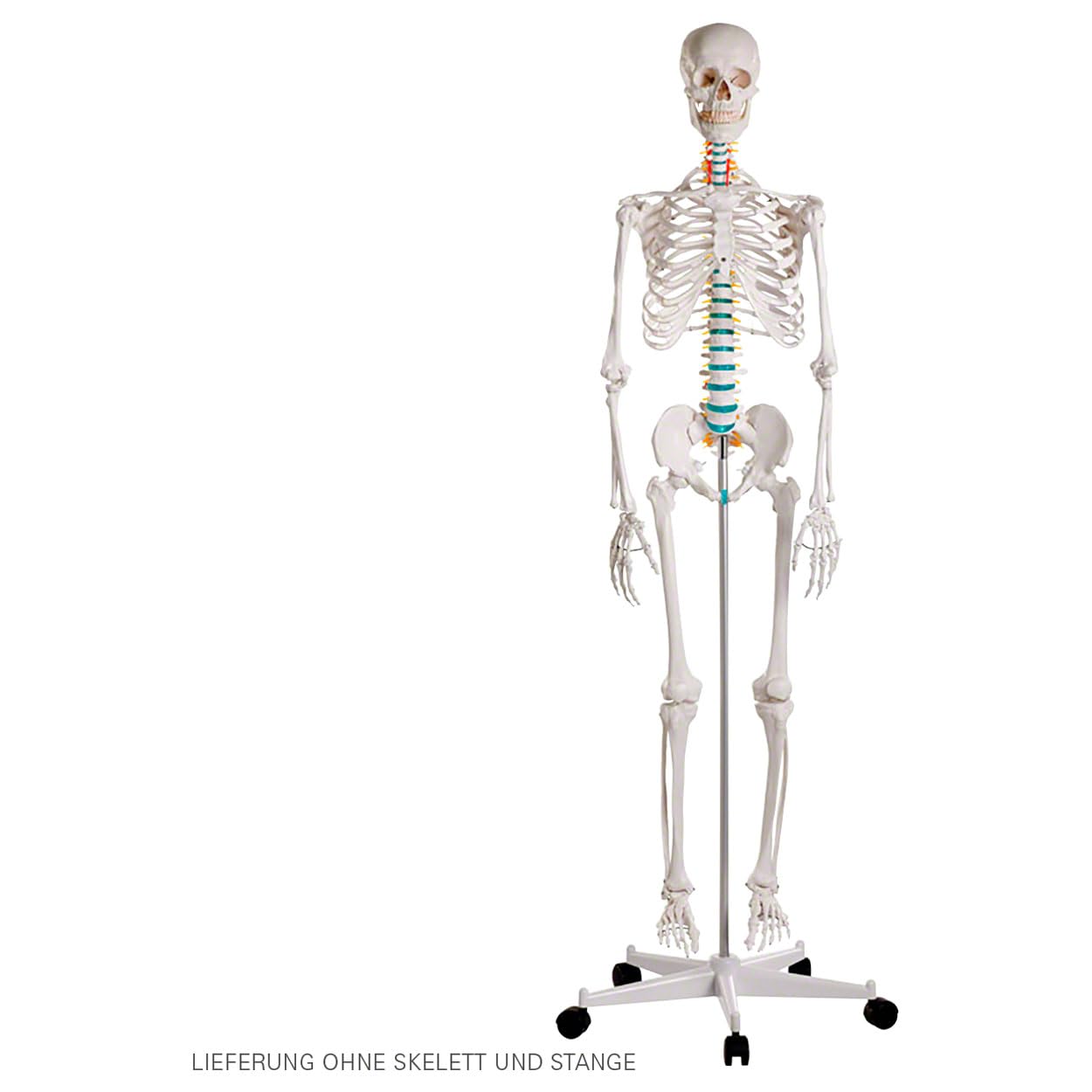Rollstativ OHNE Haltestange für Skelete, Ständer für Anatomie Modelle, Lehrmittel