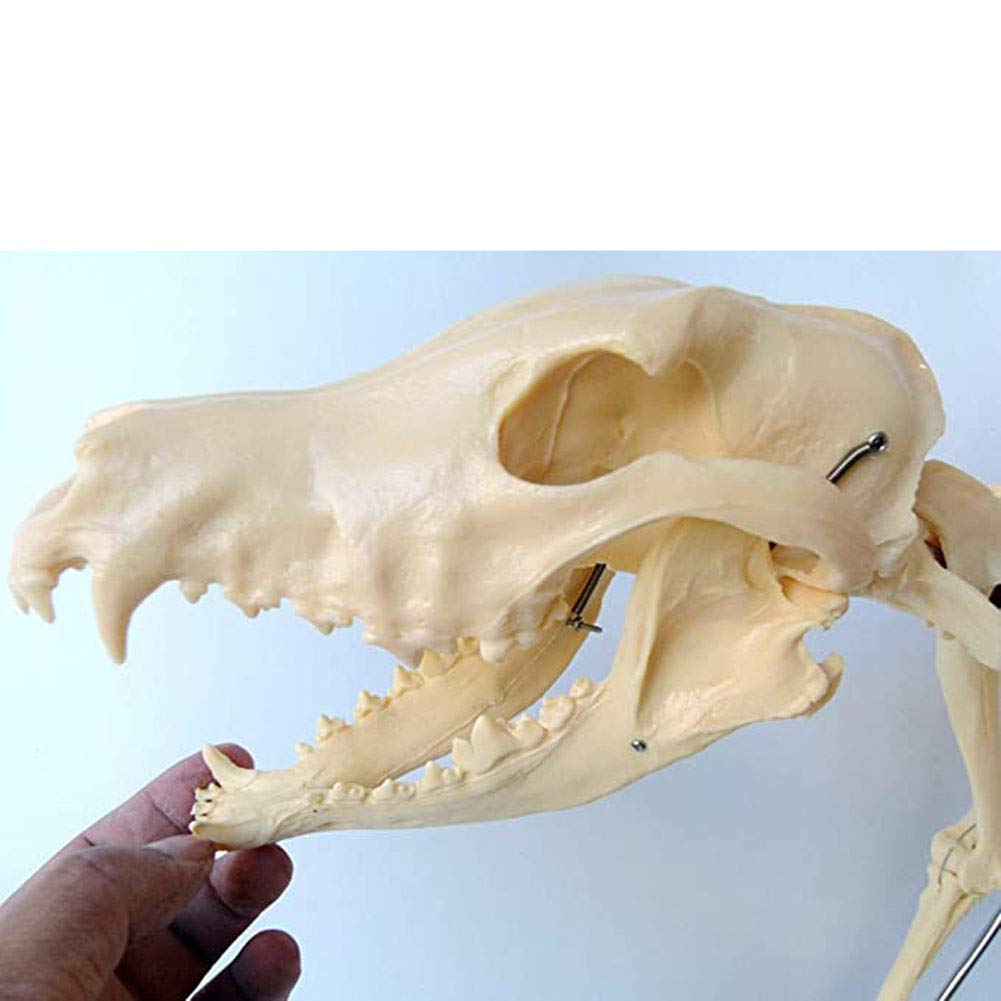Hundeskelett-Präparat – Modell Für Den Anatomie- Und Biologieunterricht In Der Tiermedizin Und Veterinärmedizin – Demonstrationsinstrument