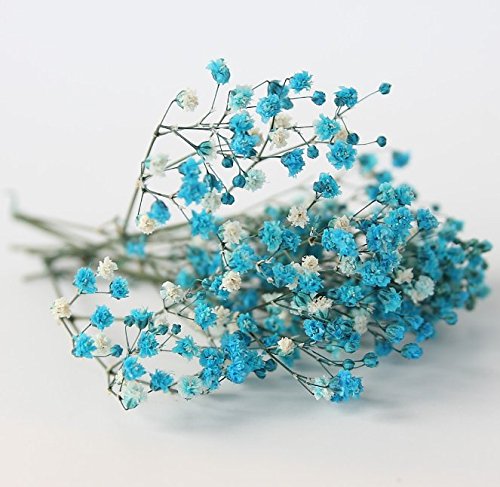 青と緑のかすみ草 ドライフラワー 5本⇒9g 〈No.30〉 簡単ドライ