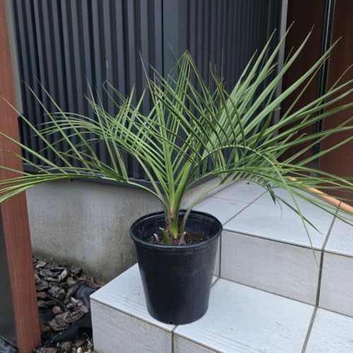 観葉植物 ココスヤシ」の人気商品一覧・価格比較 - 価格.com