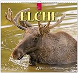  Elche 2014: Original Stürtz-Kalender - Mittelformat-Kalender 33 x 31 cm [Spiralbindung]