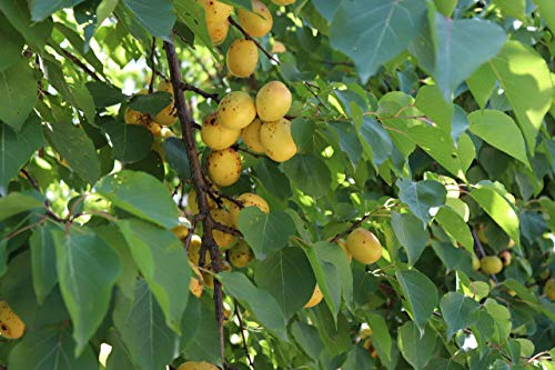 Arashan Apricots – Delicious Dried Apricot Fruit thumb #4