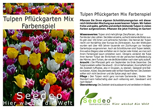 Seedeo® - Tulpen Pflückgarten Mix Farbenspiel 50 Zwiebeln mehrjährig - winterhart