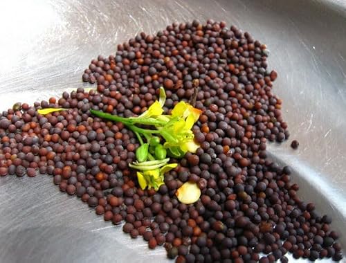 500 Seeds Asian Mustard Green Mustasa GAI Choy 1000+ Seeds - Thumbnail 2