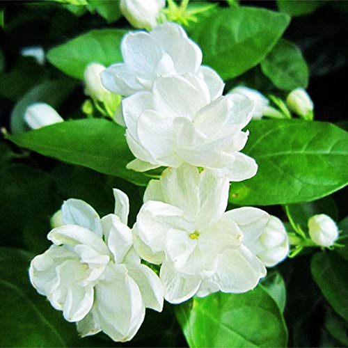 65Pcs /Bag White Jasmine Jasmine Flower Fragrant Seeds Arabian Jasmine
