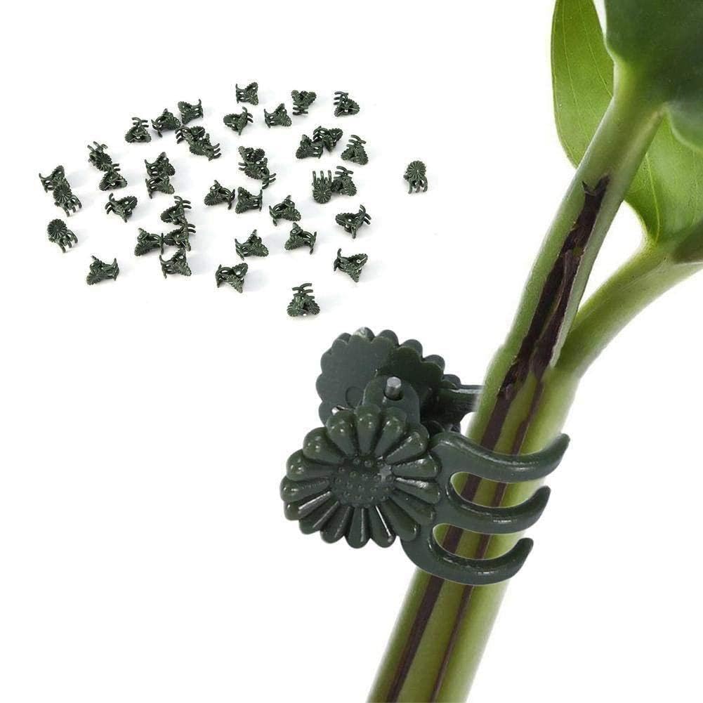 50 Clip Per Piante A Forma Di Farfalla – 5 Colori, Per Orchidee E Rampicanti, Antiruggine E Facili Da Usare
