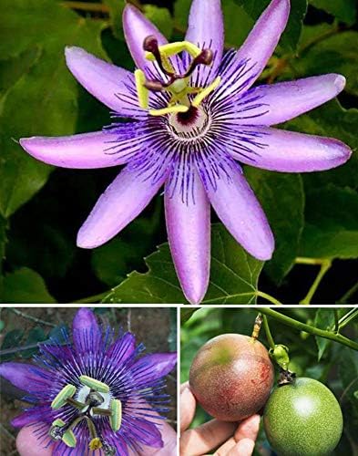20+ Purple Passion Vine Flower Seeds Passiflora Incarnata Fruit Perennial Grown in My Yard