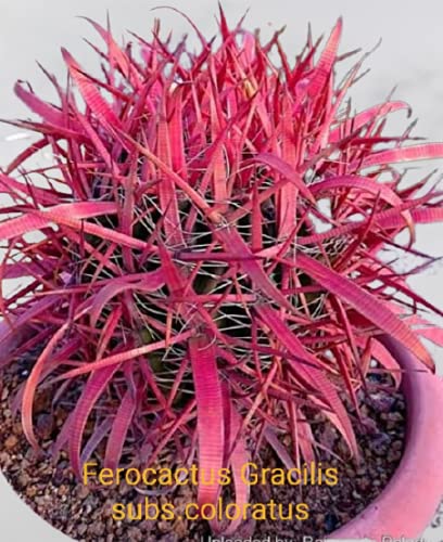 Astrophytum Miracle Japan Exclusive Cactus Seeds(in a Pack of 5 Seeds) Pack of 3