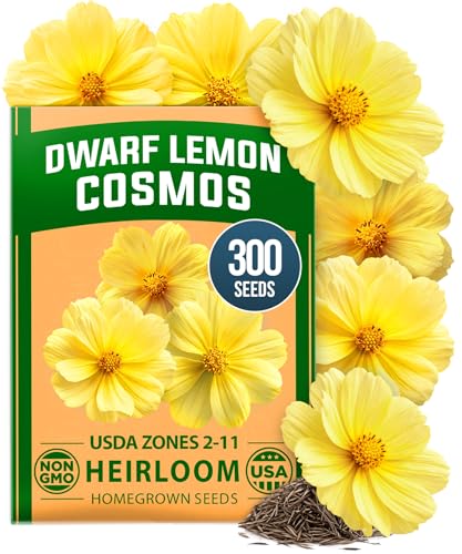 Image of HOME GROWN Cosmos 'Dwarf Lemon' Seeds - 300 Dwarf Cosmos Flower Seeds for Planting, Compact Yellow Blooms, Heat Tolerant Annual for Outdoor Gardens (.2g) - Cosmos sulphureus 'Dwarf Lemon'