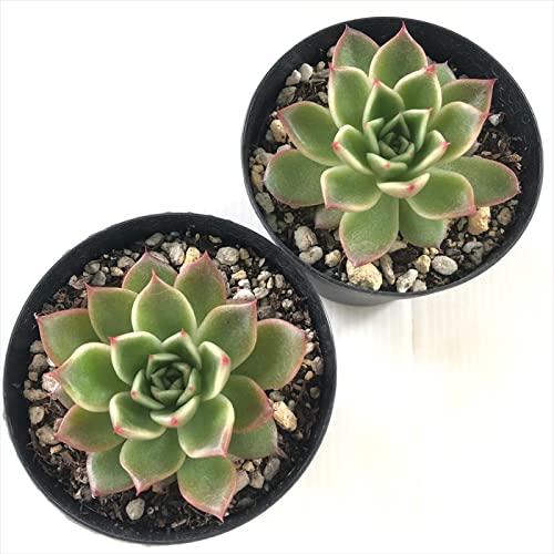 Amazon｜多肉植物 skエケベリア エリザベス 多肉植物 エケベリア 7.5cm