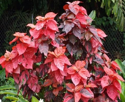 New 100pcs red Acalypha wilkesiana Plant Seeds