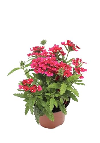 Flor Tapizante Verbena Rastrera Planta para Cubrir Jardines
