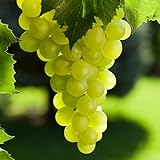 Grape Vine Live Plant 1-2 Year Old, Sweet Grape Plant Live for Growing, Grape Fruit Well Rooted Plant Bareroot (Green Grape)