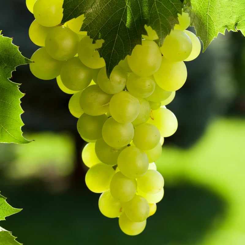 Green Grape Vine Live Plant, Sweet Fruit Tree 1-2 Year Old Bareroot