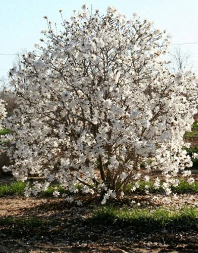- Star Magnolia Tree/Shrub - 6-12" Tall Bush - 4" Pot - Live Plant - Magnolia Stellata #TOP3