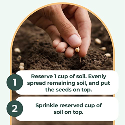Window Garden Microgreens Grow Kit - Includes Microgreen Seeds, Fiber Soil, Acrylic Growing Tray, Sprayer - Fresh Organic Greens - Window To Table Superfood, Non Gmo Microgreen - Live Indoor Planting #TOP2