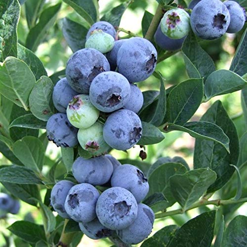 See full amazon price history chart for M-Tech Gardens Rare European Bush " Bluegold" Exotic Blueberry Seeds (50 Seeds for Growing) M-Tech Gardens Rare European Bush " Bluegold" Exotic Blueberry Seeds (50 Seeds for Growing) (B07LDP56KH) Amazon Price History, Amazon Price Tracker