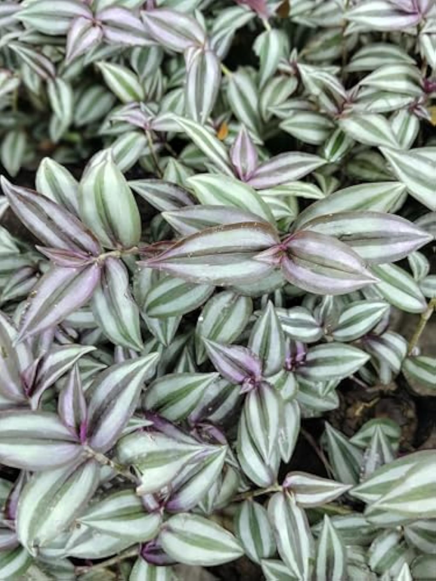 Tradescantia Zebrina Unique Colored Leaf Plant for Pots