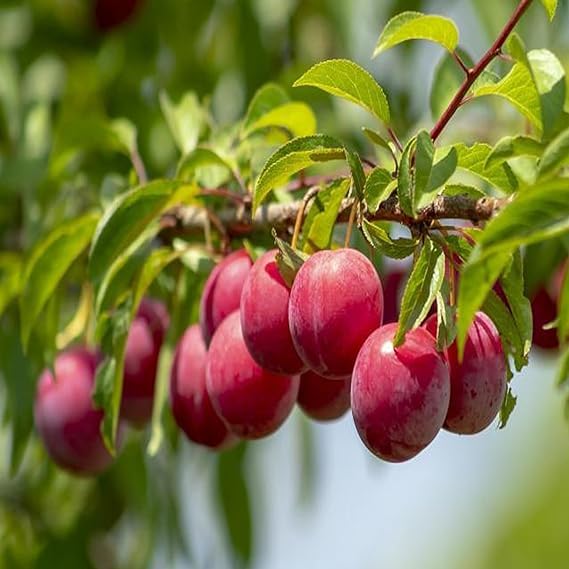See full amazon price history chart for Delorea Sweet Juicy Summer Fruit Tree Plant - Aloo Bukhara or Plum live plant Delorea Sweet Juicy Summer Fruit Tree Plant - Aloo Bukhara or Plum live plant (B0DFCHKSRJ) Amazon Price History, Amazon Price Tracker