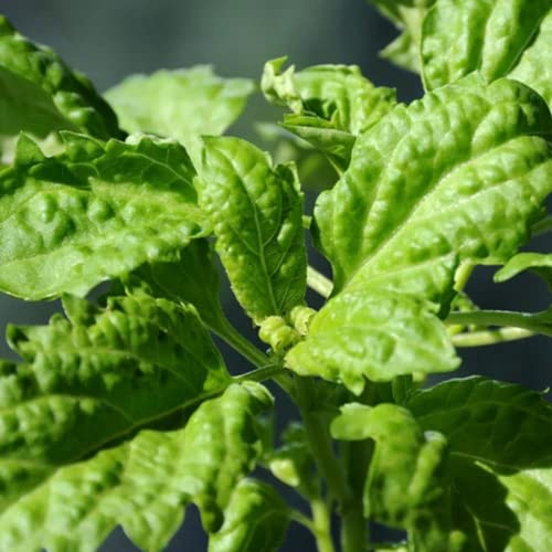 Chuxay Garden 1000 Seeds Lettuce Leaf Basil,Huge Leaves Ocimum Basilicum Unique Mild Flavor Culinary Herb Sweet Edible Plant Great For Cooking #TOP1
