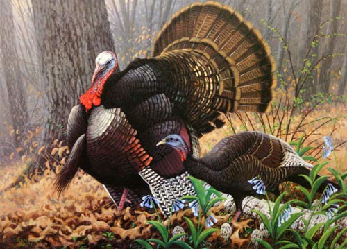 Amazon.com: Michael Sieve - Wild Turkeys 1998 Minnesota Wild