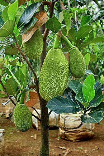 See full amazon price history chart for Green view" hybrid big koya Kathal jackfruit healthy live plant Green view" hybrid big koya Kathal jackfruit healthy live plant (B0CGZYLHGL) Amazon Price History, Amazon Price Tracker