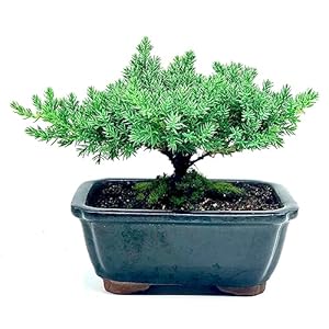 Live Dwarf Juniper Bonsai Tree | Indoor/Outdoor | 100% Handcrafted| Home and Office Décor | Best Gift for Holiday | Good for Beginner Live Dwarf Juniper Bonsai Tree IndoorOutdoor 100 Handcrafted Home and Office Decor Best Gift for Holiday Good for Beginner