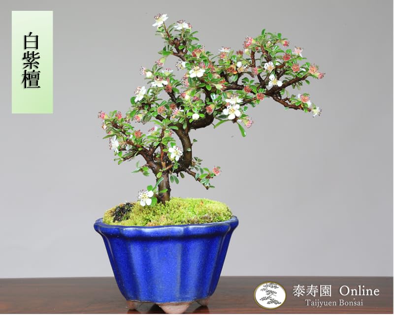 Amazon.co.jp: 『白紫檀』シロシタン ミニ盆栽【泰寿園 Online】 : DIY