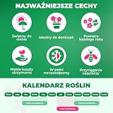 Wieloletnia budżetowa kolekcja roślin Hosta, Hosta Mix 5 hybryd