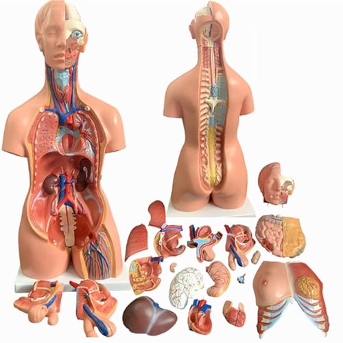 HEQIM Life-Size Unisex Doll Medical Torso 23 Removable Parts, Manikin, 33.4 Inch Torso Anatomy Model for Medical Students, Laboratories and Classrooms(33.4 inches)