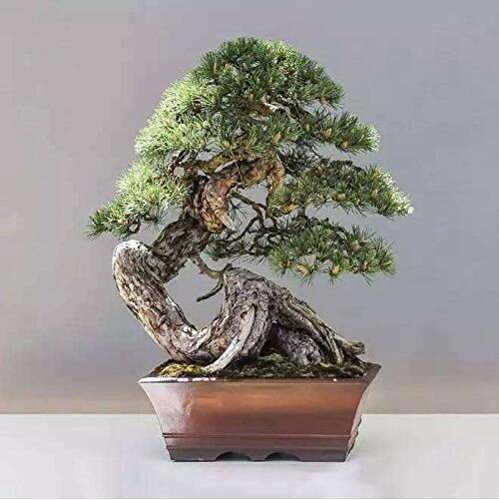 30 Wacholder Bonsai-Baum-Samen Topfblumen Bro Bonsai reinigt die Luft  absorbiert schdliche Gas 2 : Amazon.de: Garten