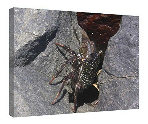 Toile Waikiki Beach Crab cadre en bois d'art de haute qualité