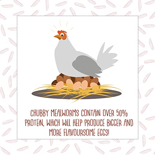 Chubby Mealworms Bulk Dried Mealworms For Wild Birds, Chickens Etc. (2Lbs) #TOP3