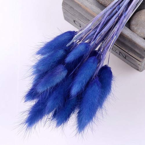 BoKa Store - 30Pcs/lot Gradient Lagurus Ovatus Natural Dried Flowers Bouquet Wedding Home Easter Decorations Rabbit Tail Grass Real Flowers - Royal Blue Decorative Flowers