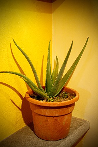 ALOE VERA Barbadensis Miller Planta de 2 años. Longitud máxima de las hojas: 35 cm