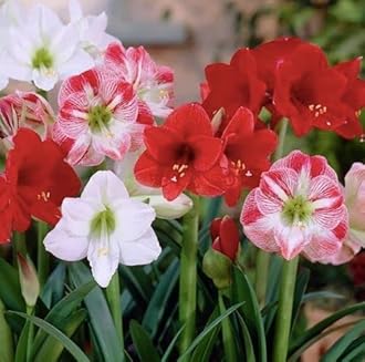 Amaryllis Lily Flower Bulbs (Pack of 3 Bulbs)