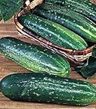 Straight Eight Cucumber 400 Seeds
