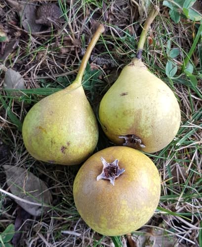 Pyrus calleryana (Semis) / Poirier de Chine/Conteneur de 2 à 2.9 litres profond/Fruitier/Porte-greffe