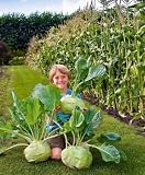 Big Daddy White Kohlrabi, Giant Cabbage Seeds | 200+ Seed Packet | Grow This Giant Heirloom Cabbage | Rare Vegetable Seeds for Planting